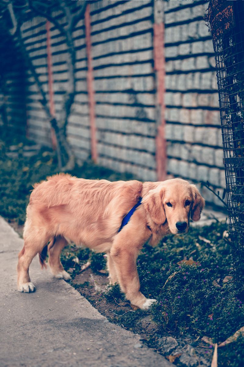 These 11 dog breeds love so deeply that being alone feels genuinely difficult 6 Golden Retriever
