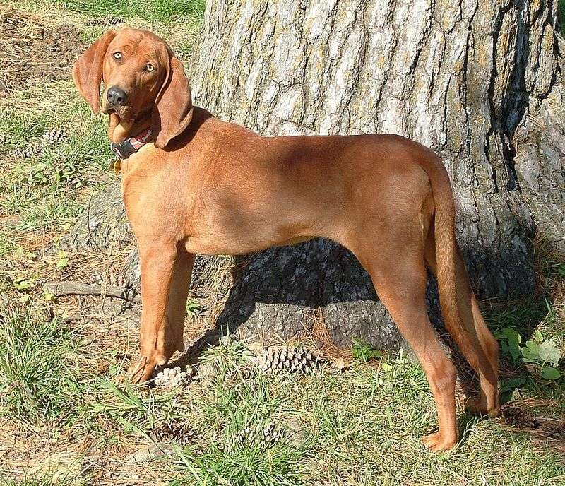 Redbone coonhound