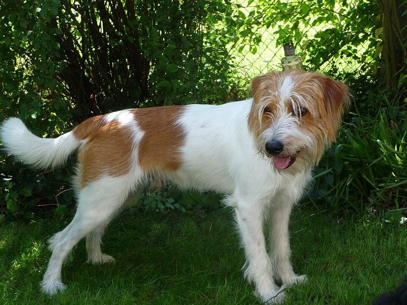 13 dogs that teach owners patience the hard way, then reward it 5 Kromfohrländer