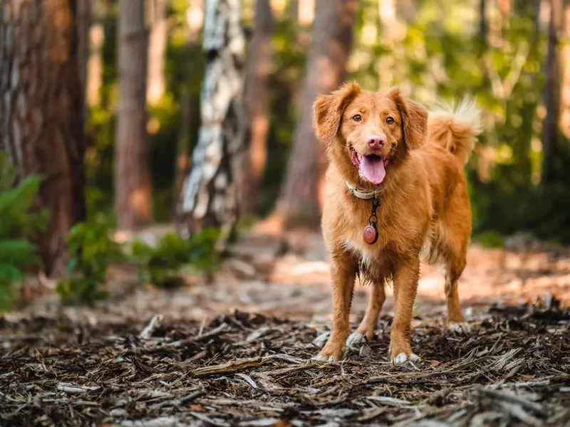 Nova Scotia Duck Tolling Retriever