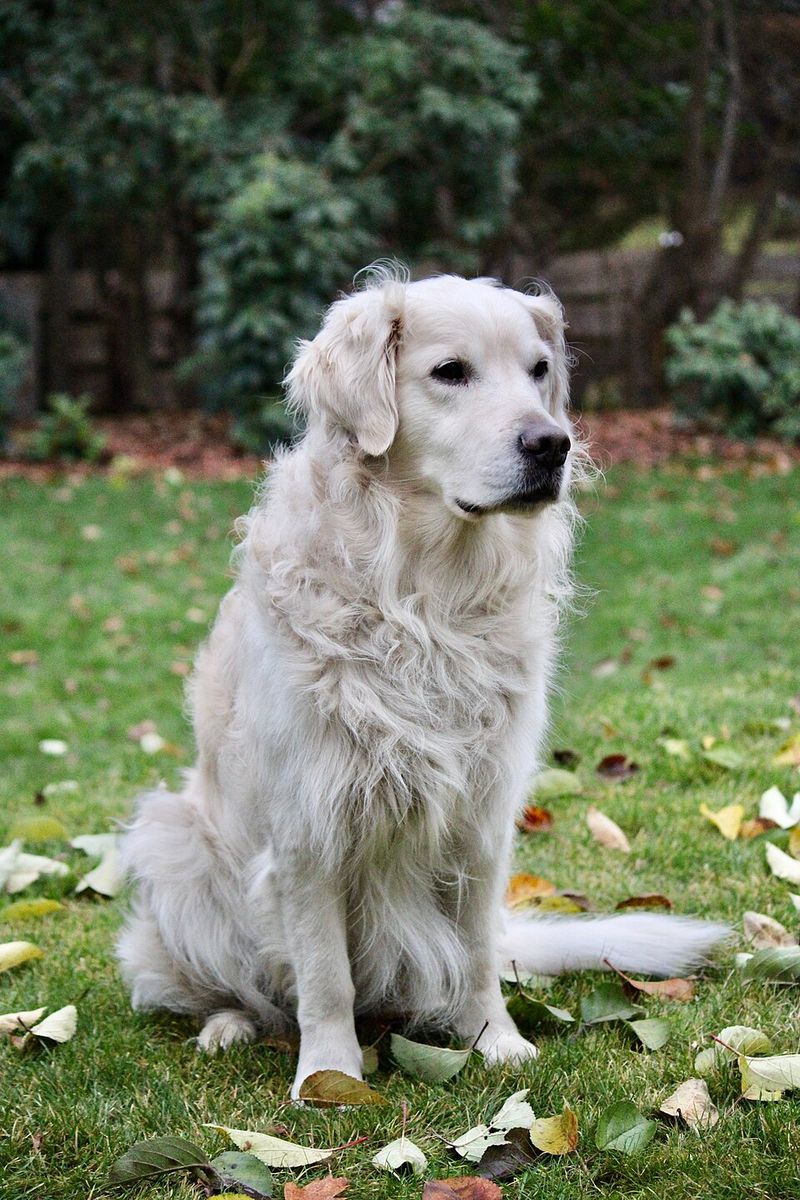 These dogs don't just live with families - They have a habit of becoming part of how families spend time together 7 Golden Retriever