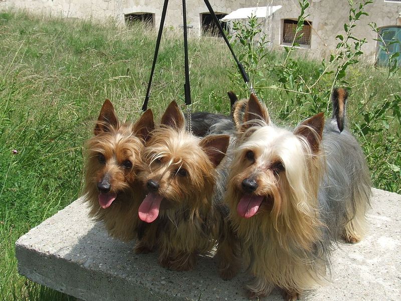 Silky Terrier