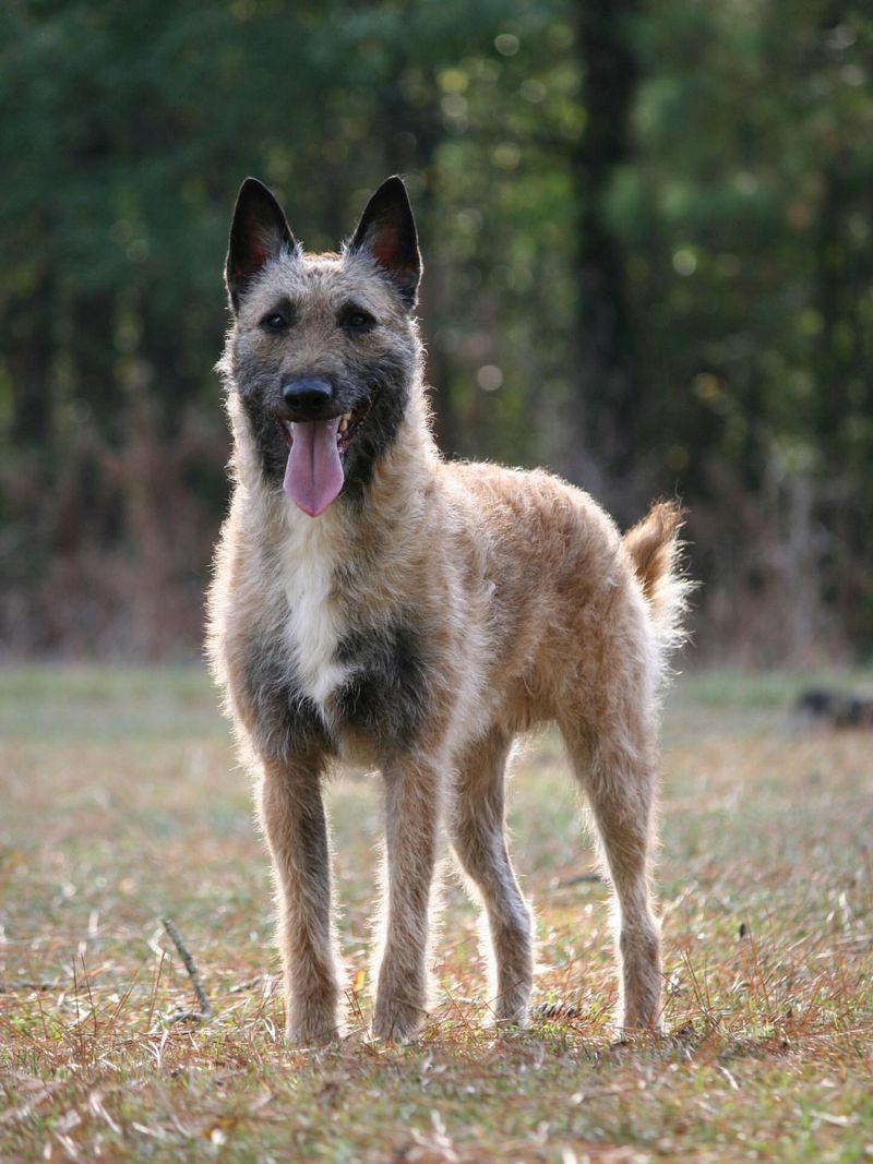 24 Dog Breeds Rapidly Rising in Popularity in 2025 7 Belgian Laekenois