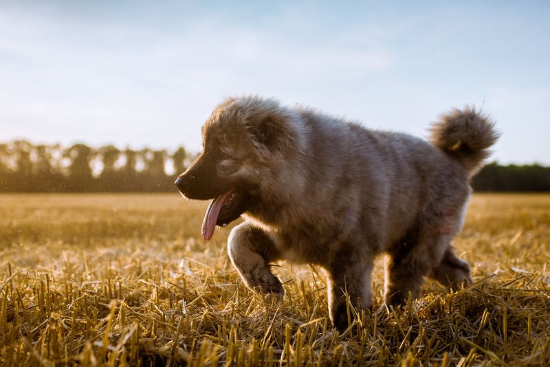 Caucasian Shepherd Dog