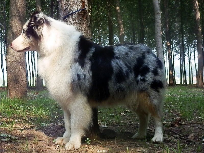 Australian Shepherd