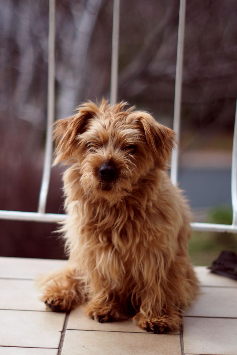 Norfolk Terrier
