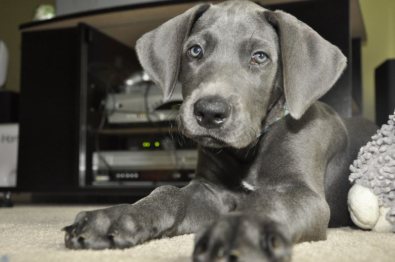 Great Dane