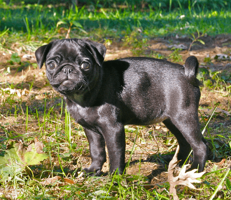 Forget the old rules about apartment dogs - These 13 breeds are rewriting them 14 Pug