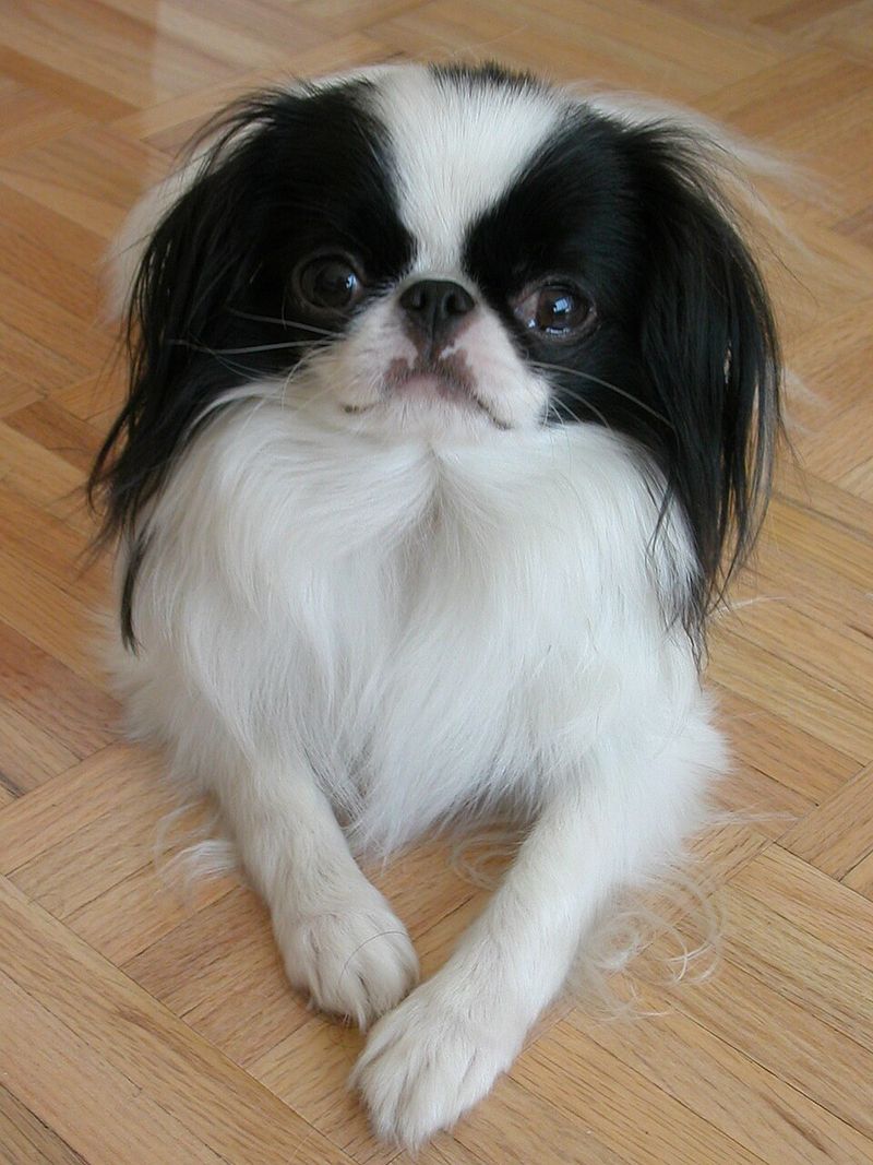 Some dogs turn everyday life into an adventure - these breeds can make it feel wonderfully peaceful instead 5 Japanese Chin
