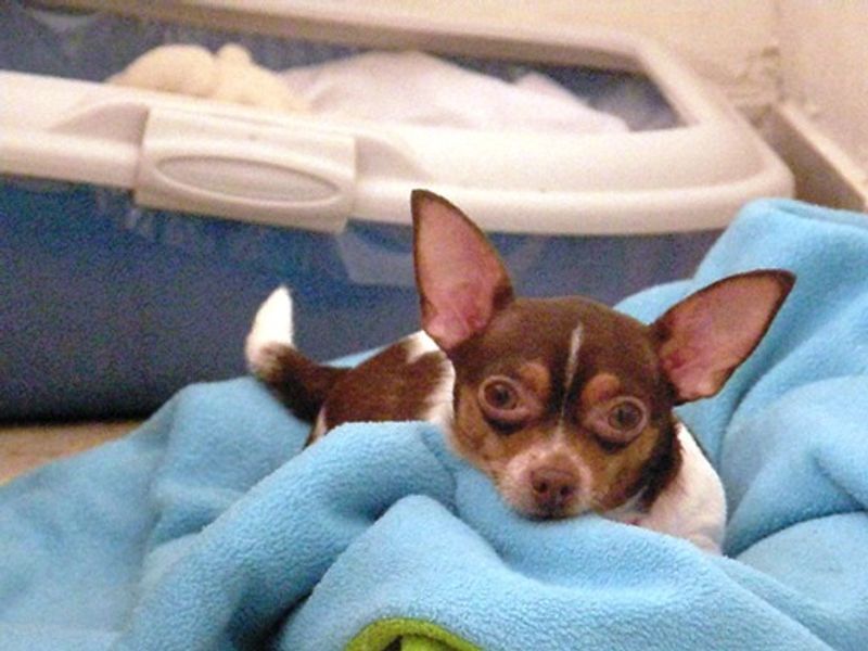 Wonderful dogs can remain homeless far longer than expected - these are among the ones often passed by 4 Chihuahua