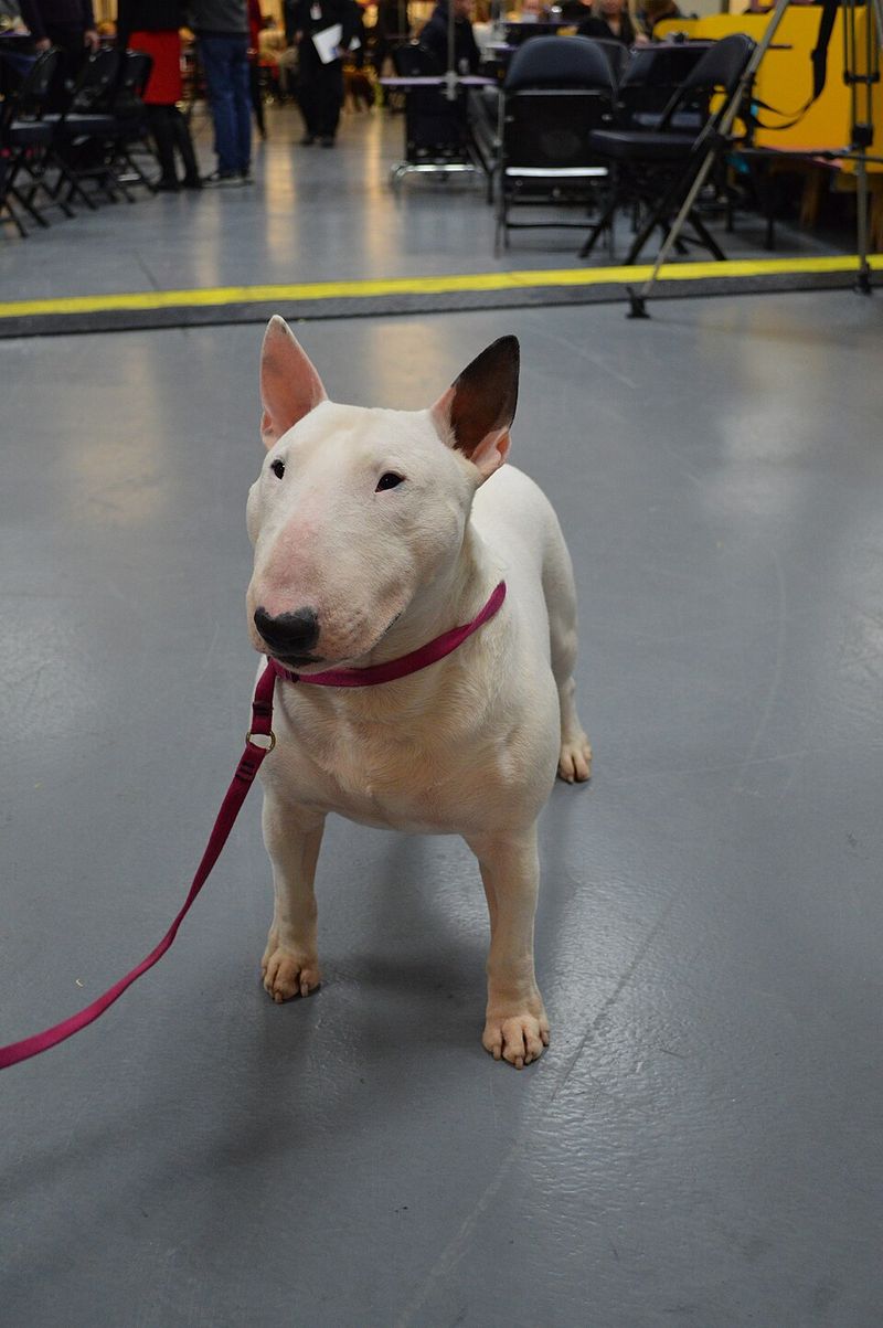 Miniature Bull Terrier