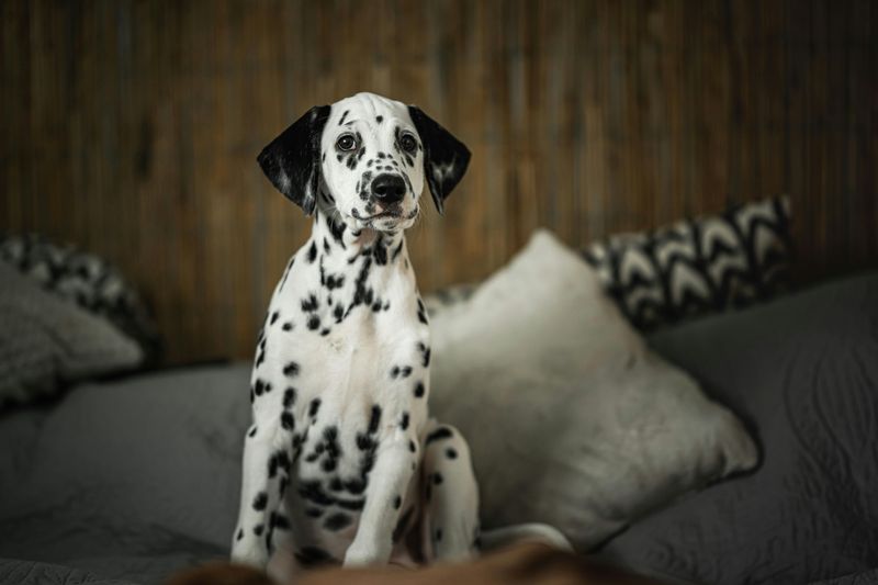 10 dog breeds that first-time owners often underestimate 11 Dalmatian