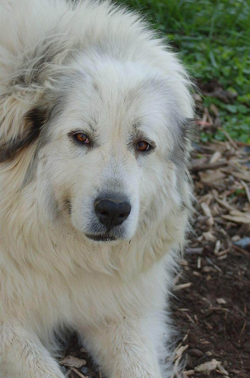 These 10 oversized dogs never seem to realize how big they are 9 Great Pyrenees