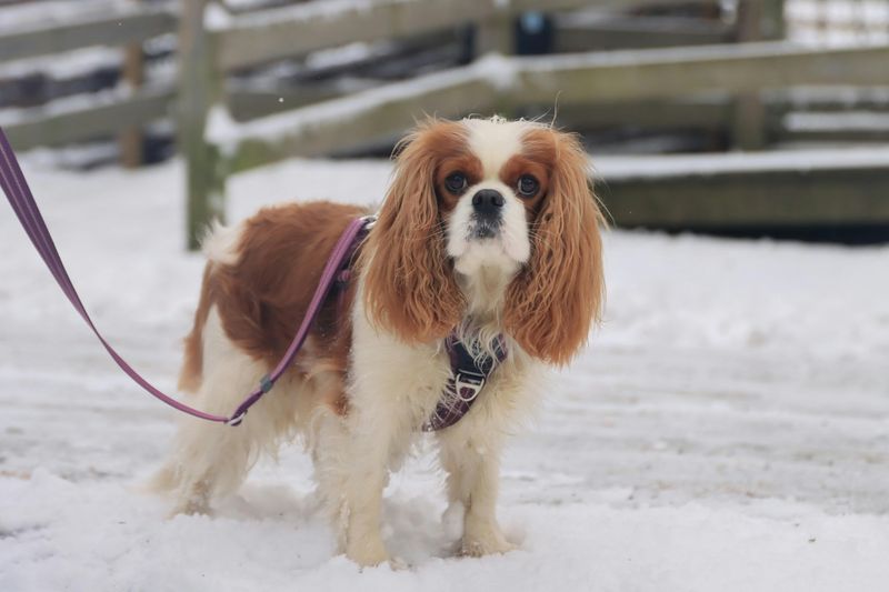 Cavalier King Charles Spaniel