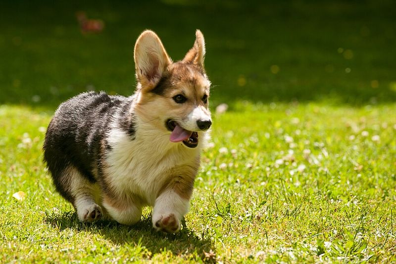 Pembroke Welsh Corgi