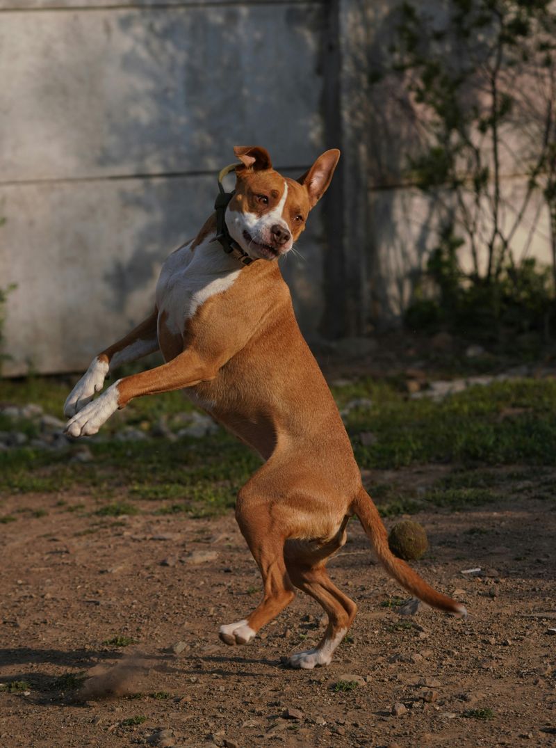 10 Ways Dog Owners Accidentally Confuse Their Dogs With Mixed Messages and Body Language 10 Encouraging Jumping Sometimes but Not Others