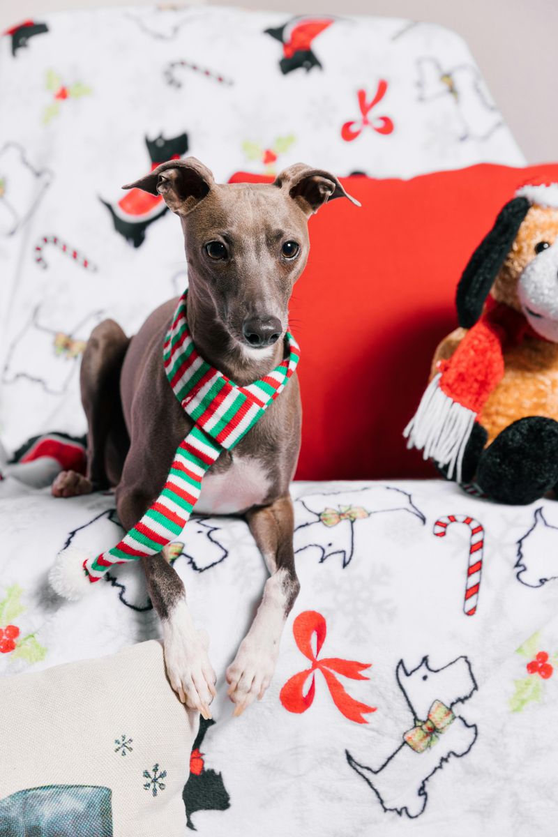 15 companion dog breeds perfect for indoor households and apartments 10 Italian Greyhound