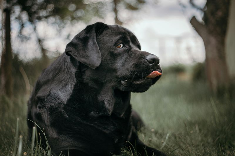Black Labrador