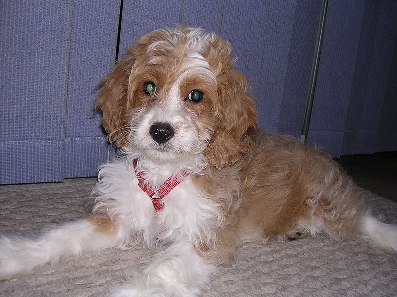 Cockapoo (Cocker Spaniel + Poodle)