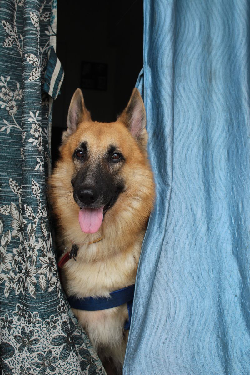 Everyone says they want a good dog - So why do dogs like these keep getting overlooked? 8 German Shepherd