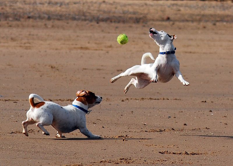 Small body, extraordinary brain - These 15 dog breeds outsmart dogs twice their size 10 Jack Russell Terrier