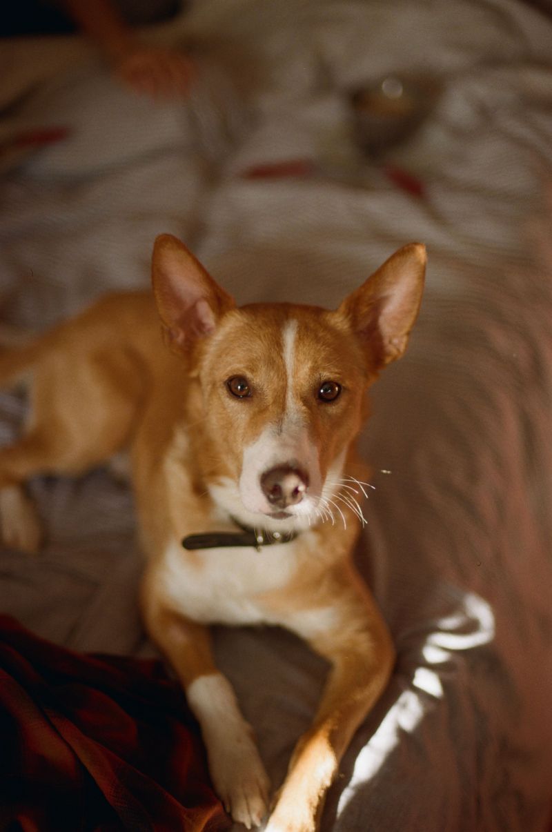 These companions often assess new situations before taking action 3 Basenji