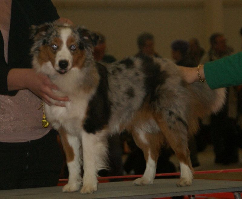 Miniature American Shepherd