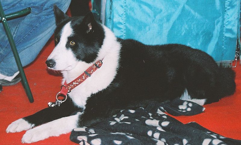 Karelian Bear Dog