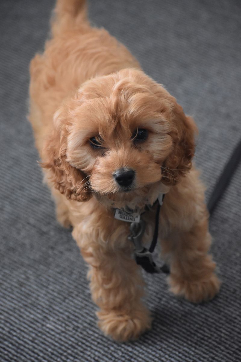 Cockapoo