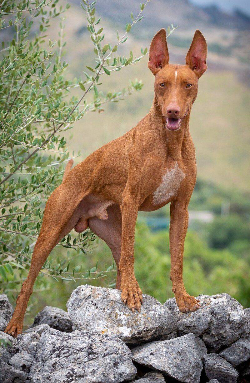 26 Rare Dog Breeds You’ll Rarely Encounter but Won’t Forget 10 Cirneco dell’Etna