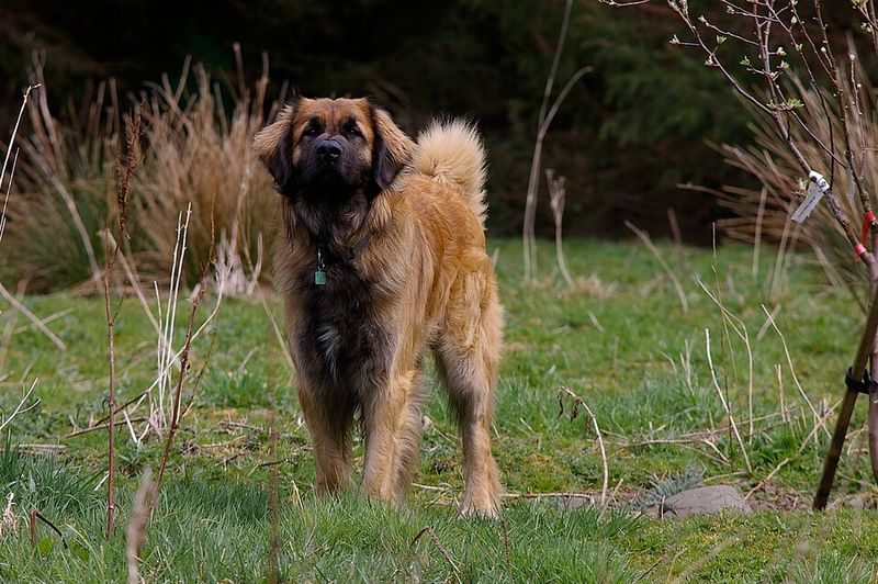 11 dogs with such naturally peaceful presence people feel calmer around them 9 Leonberger