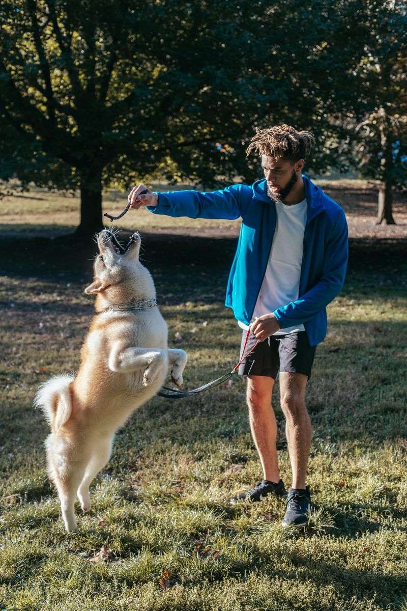 19 Highly Protective Dog Breeds Often on Guard 10 Akita