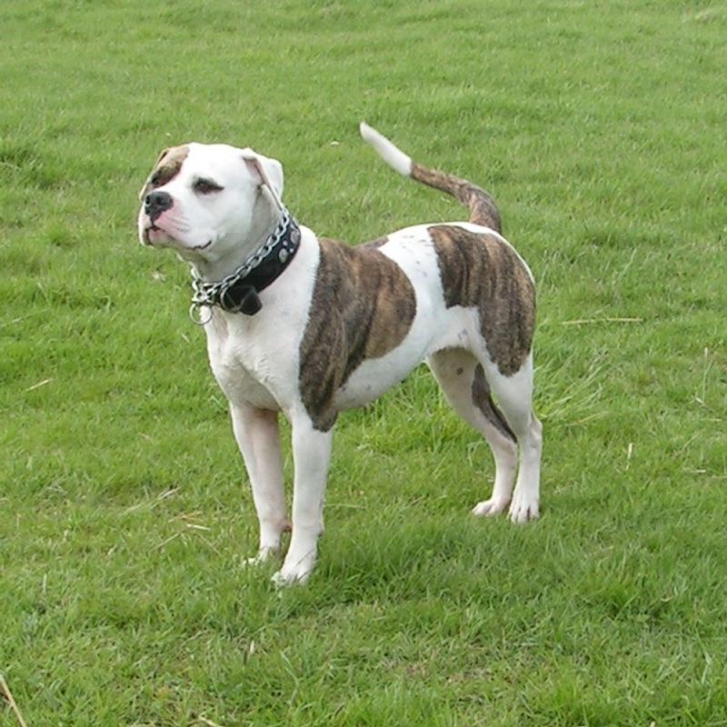 Behind the kennel door may be an incredible companion people keep passing by 9 American Bulldog