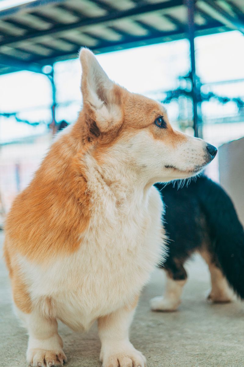 When nobody has hours to waste every day, these dog breeds start making a lot more sense 12 Pembroke Welsh Corgi