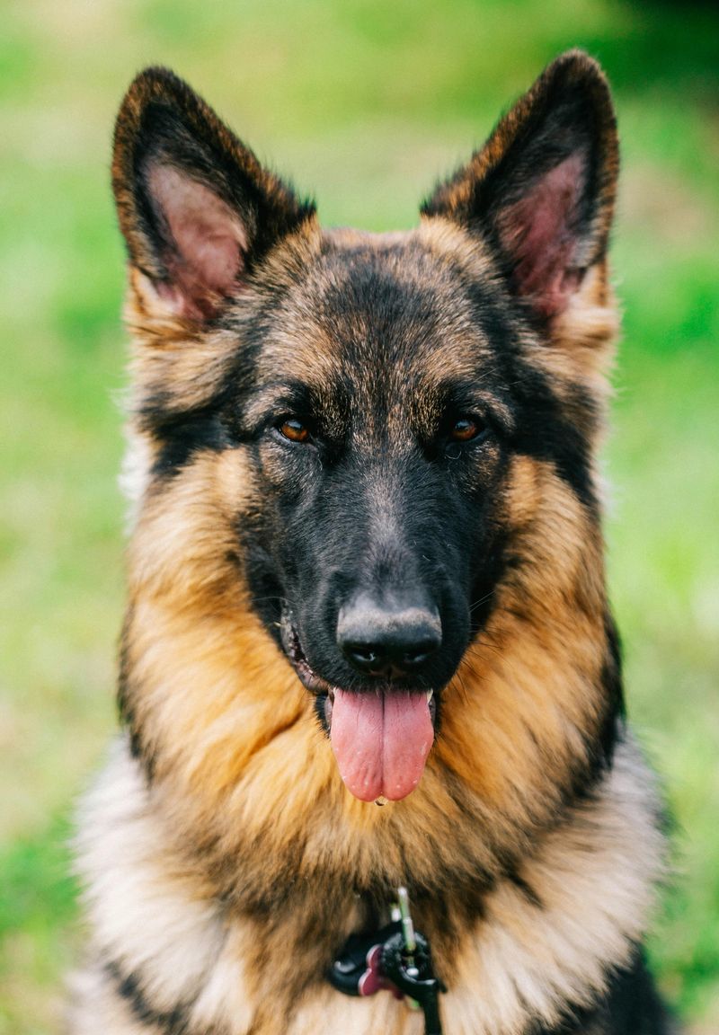 German Shepherd