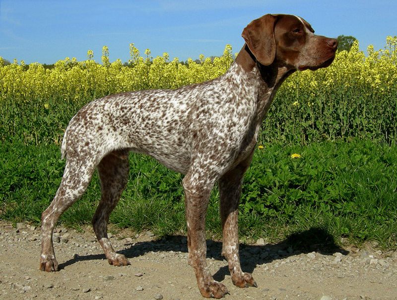 These 11 Dog Breeds Are Being Noticed for Their Natural Calm Presence 5 Braque Francais