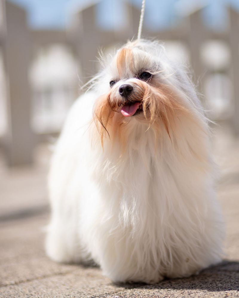These 12 dog breeds turn into shadows because being near you helps them feel safe 9 Coton de Tulear