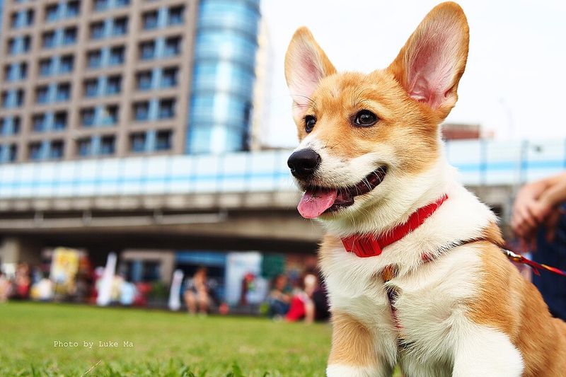 12 dogs that can make a simple morning ritual feel like the most important part of their day 12 Corgi