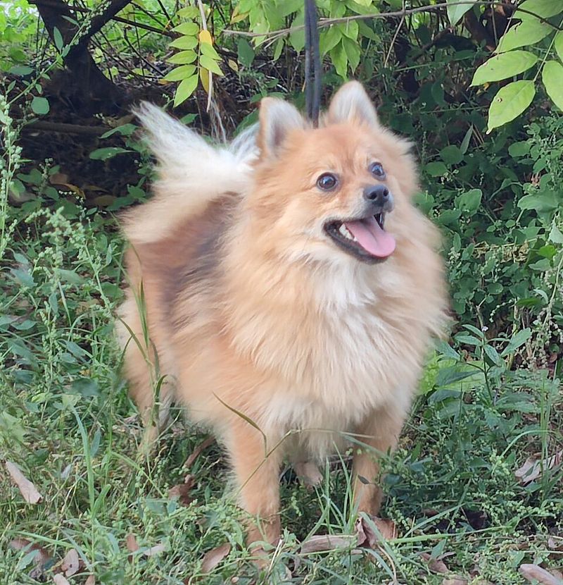 9 Dog Breeds with Foxlike Features and 13 with Wolfish Looks 3 Volpino Italiano