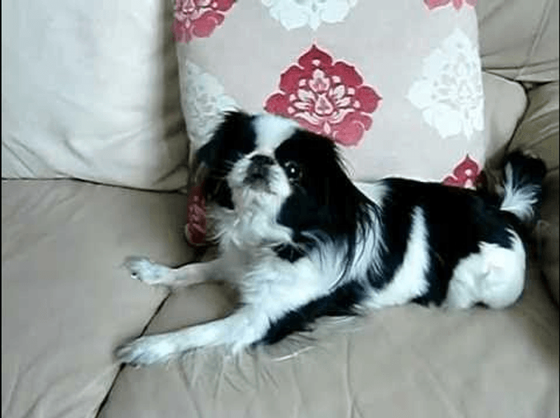 Prefer peaceful evenings to crowded gatherings? These breeds may understand the assignment 6 Japanese Chin - The Graceful Percher