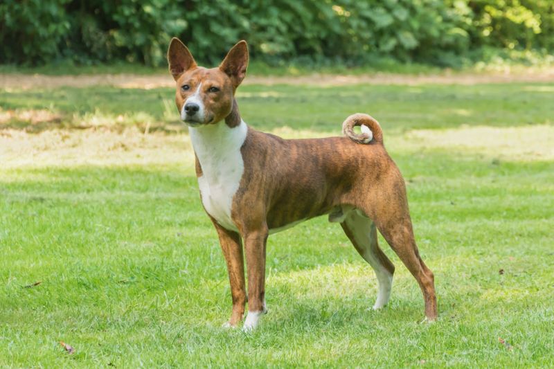 17 dog breeds that stay calm for years and then surprise everyone with their instincts 11 Basenji