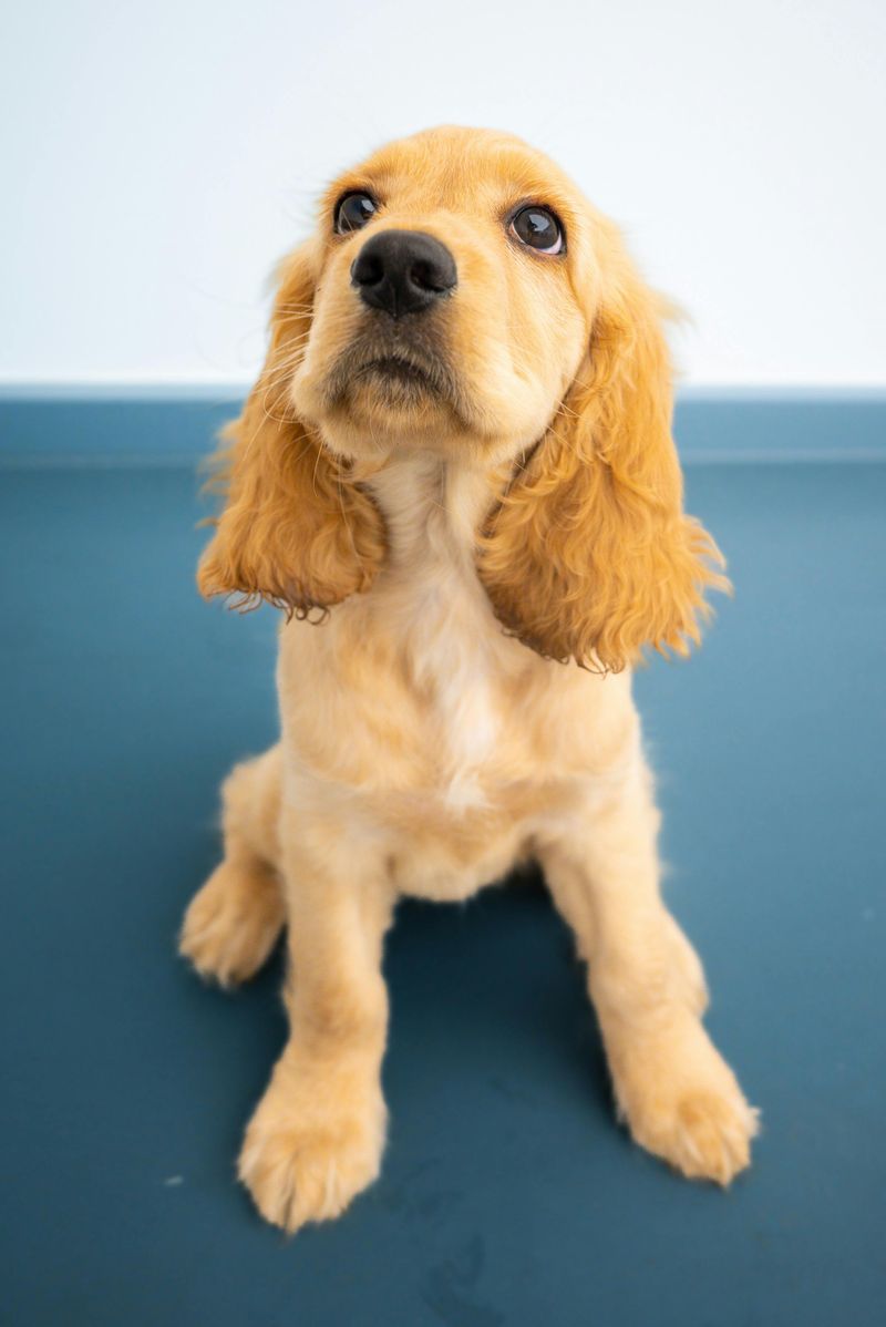 Cocker Spaniel