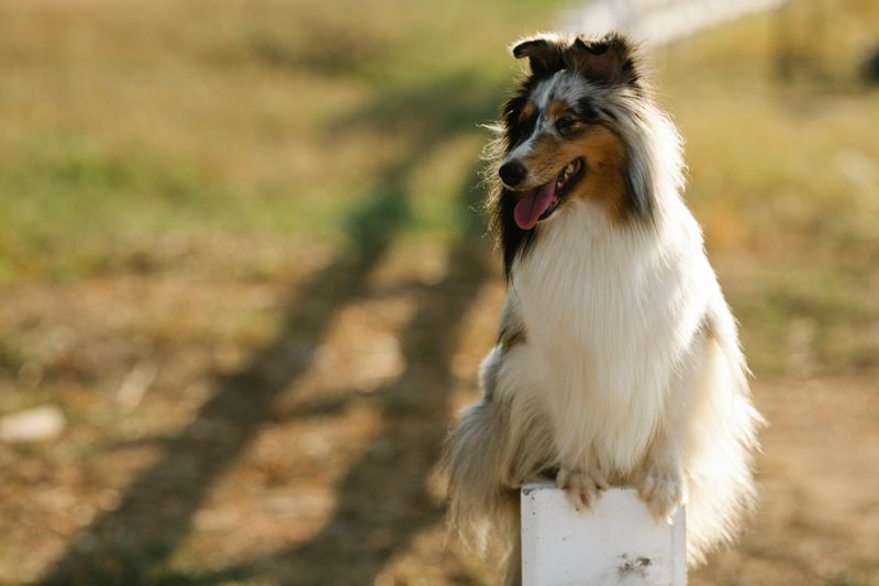 Rough Collie