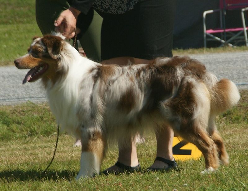 Australian Shepherd