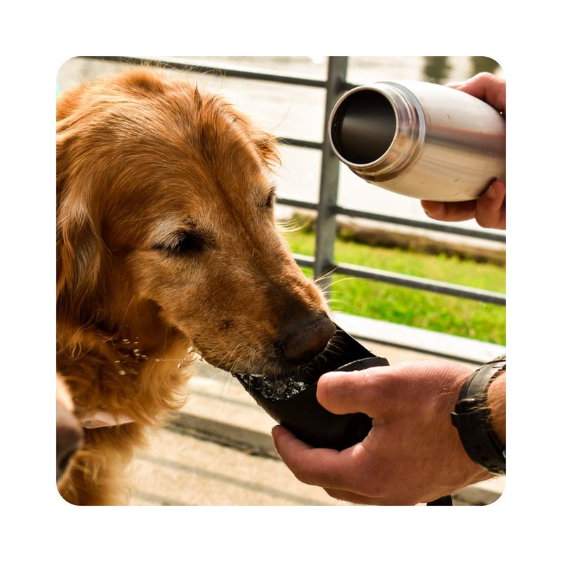 Vivaglory Portable Dog Water Bottle