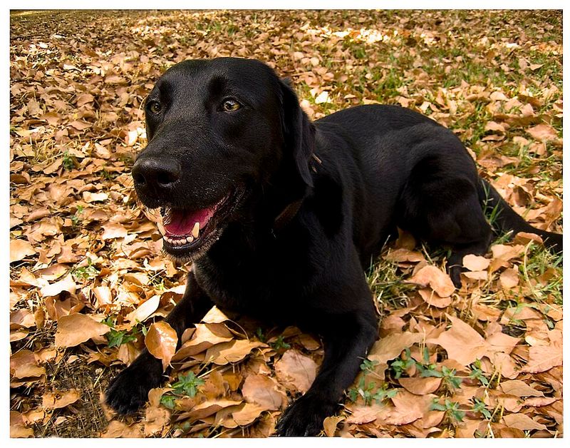 One experience with these 12 dog breeds is often enough to create a lifelong favorite - plus 2 that inspire remarkable loyalty 13 Labrador Retriever