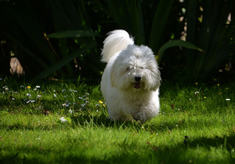 26 Dog Breeds Well-Suited for Seniors and Retirees 15 Coton de Tulear