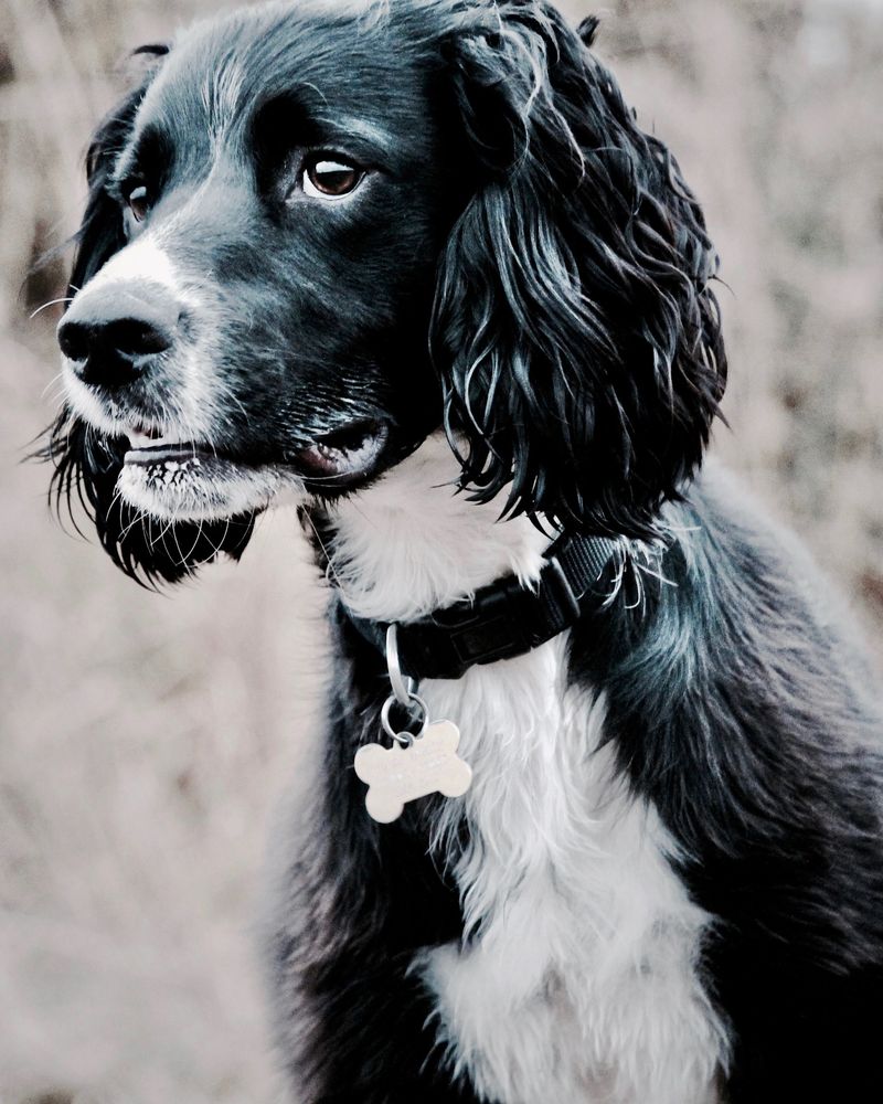 Not ready to spend retirement on the sofa? These dogs may happily keep moving with you 8 English Springer Spaniel