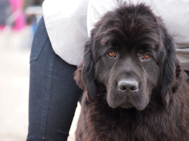 25 Gentle Giants: Large Dog Breeds Known for Their Loving Temperament 4 Newfoundland