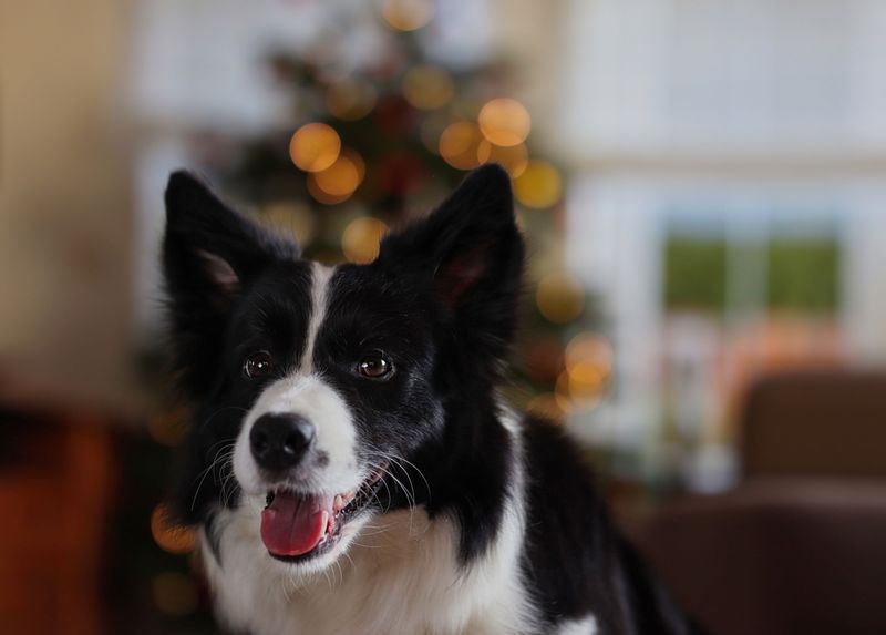 Border Collie